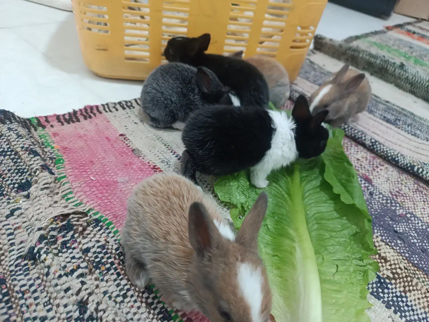 خرگوش|موش و خرگوش|مشهد, نظام دوست|دیوار