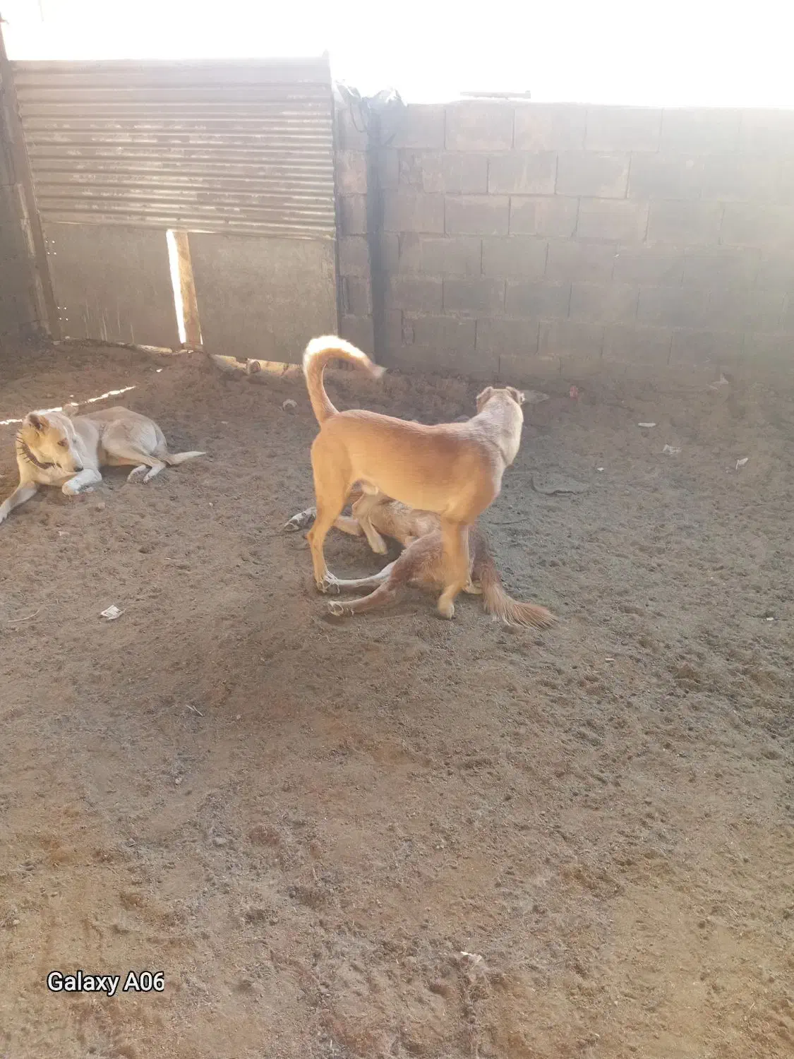 واگذاری سه غلاده سگ|سگ|شاهرود, |دیوار