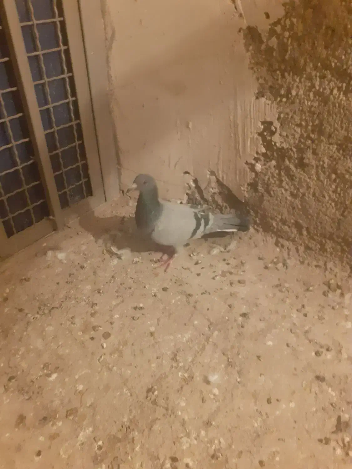 کبوتر|پرنده|اقبالیه, |دیوار