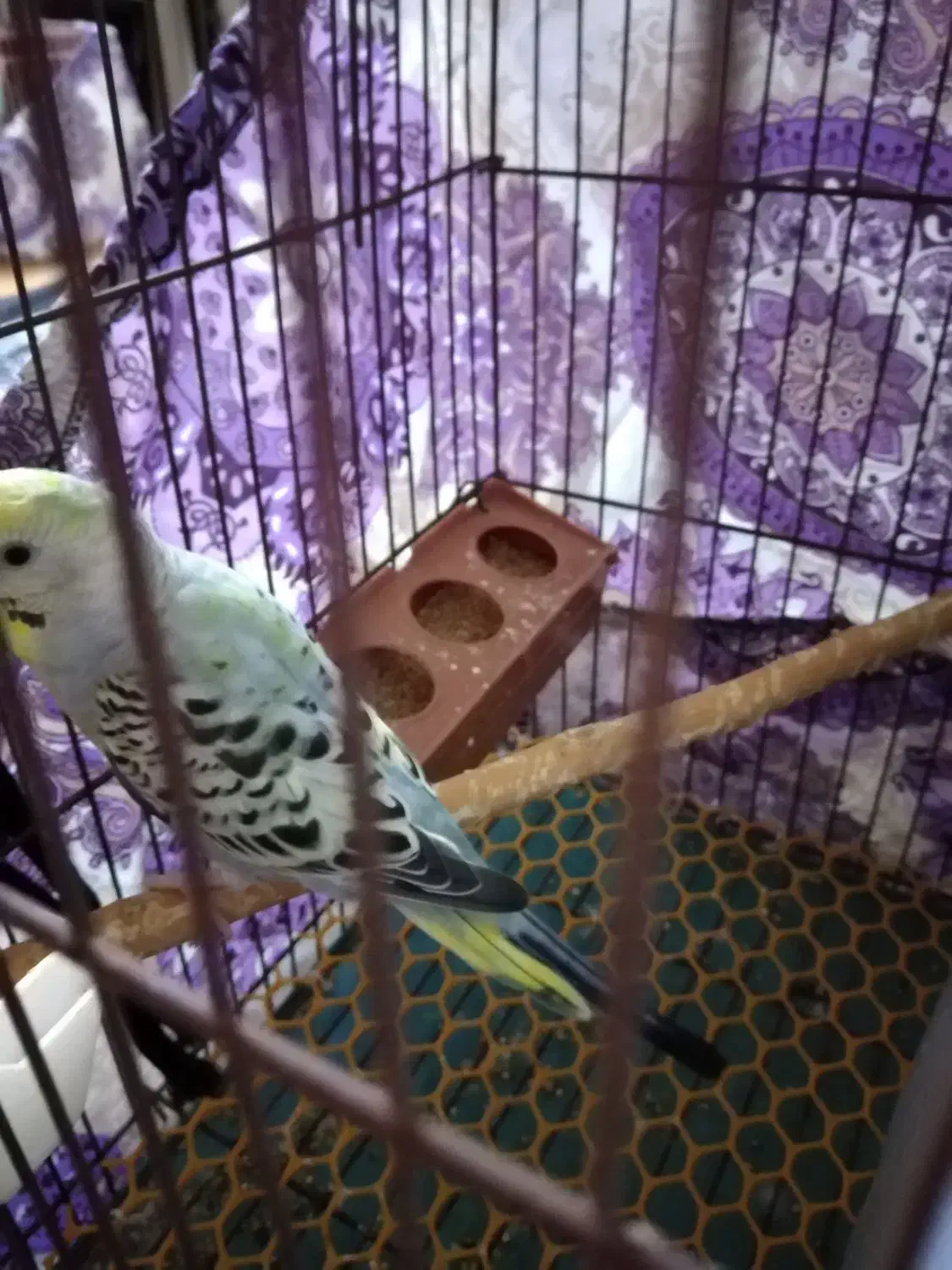 مرغ عشق سخنگو|پرنده|گرگان, |دیوار