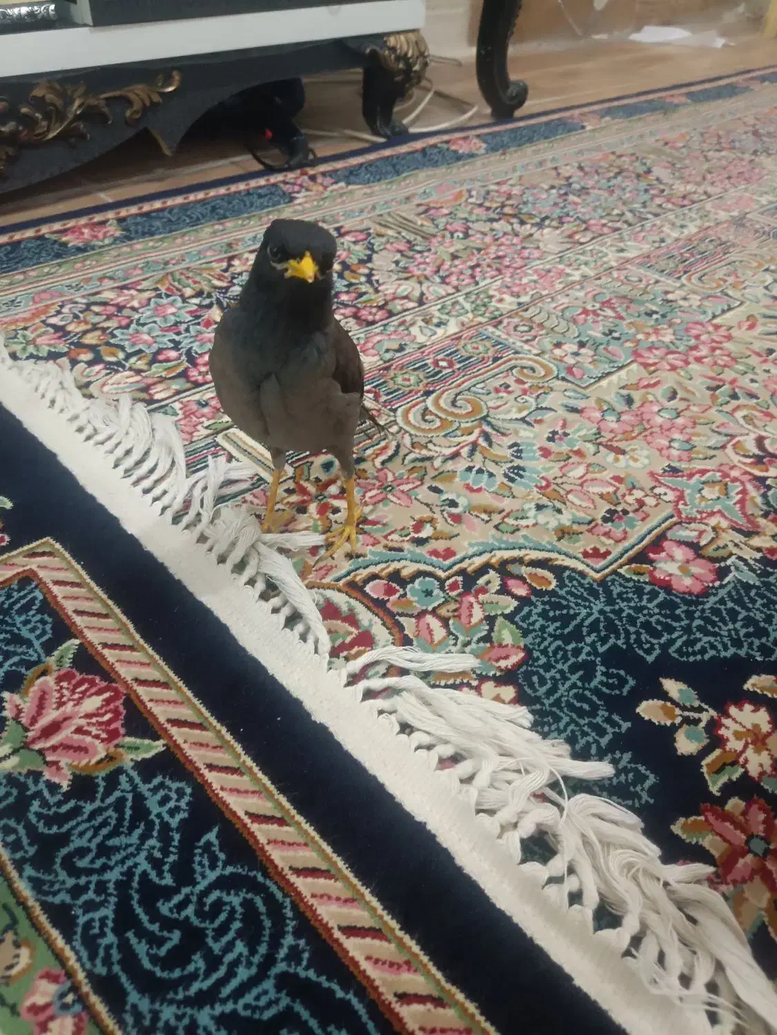 مرغ مینا|پرنده|کرمان, |دیوار