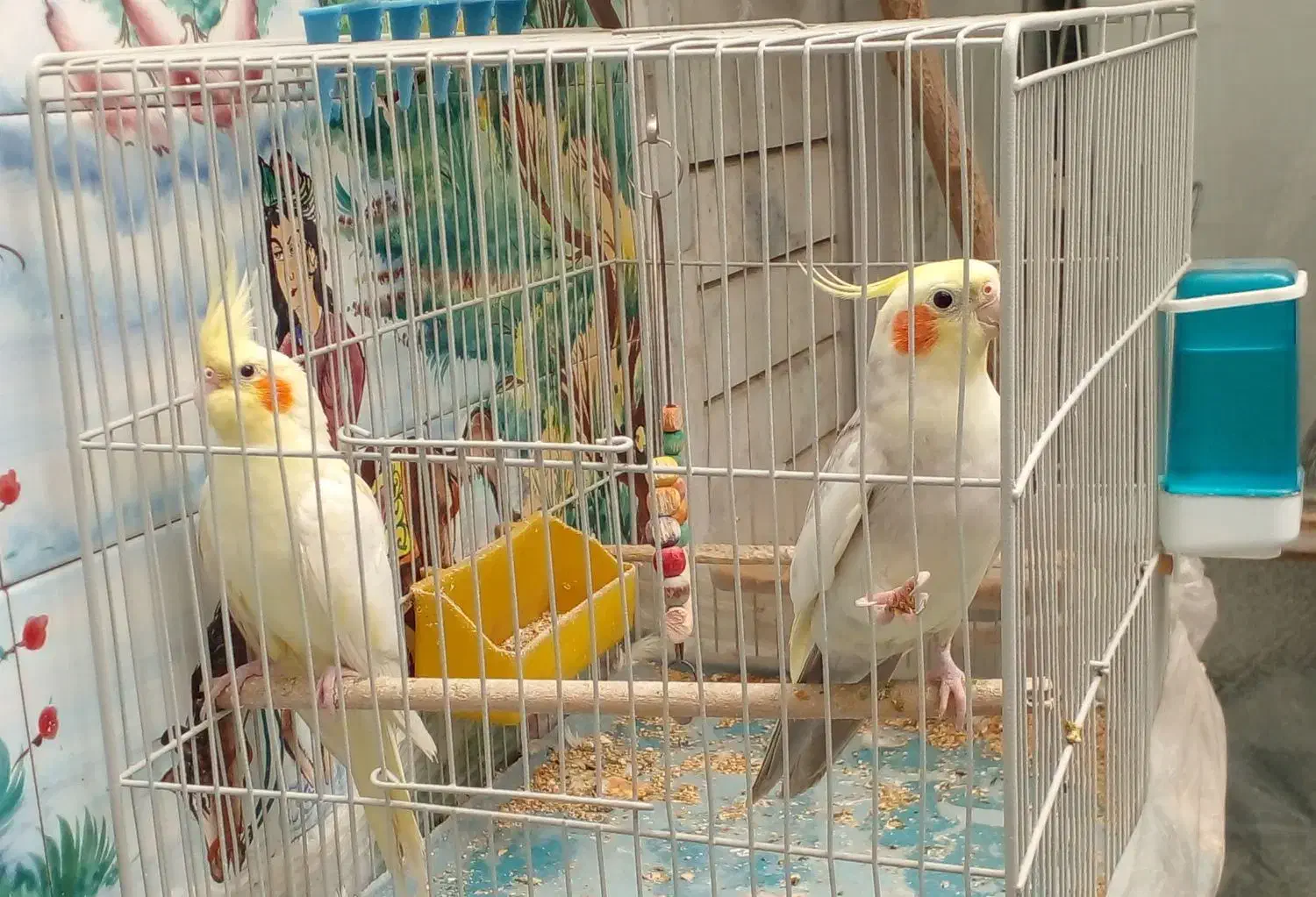 فروش عروس هلندی|پرنده|اصفهان, قهاب جنوبی|دیوار