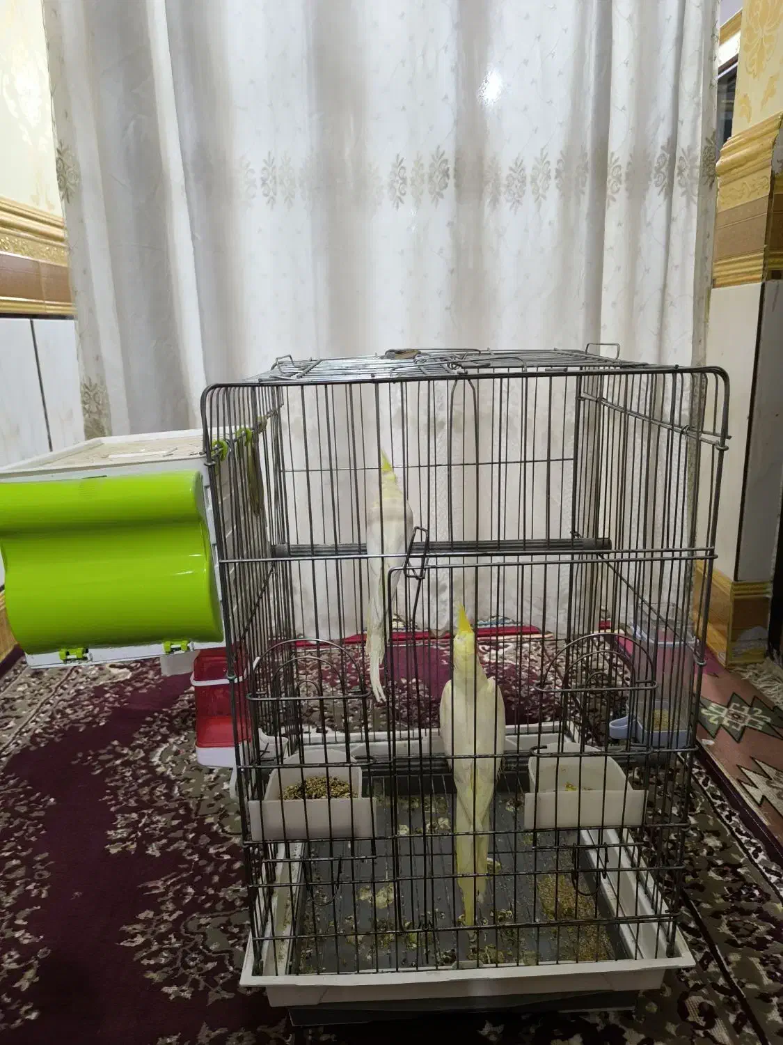 عروس هلندی شادگان|پرنده|شادگان, |دیوار