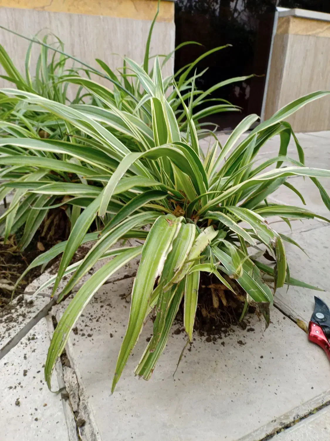 گل گندمی بزرگ|گل و گیاه طبیعی|مشهد, شهید بهشتی|دیوار