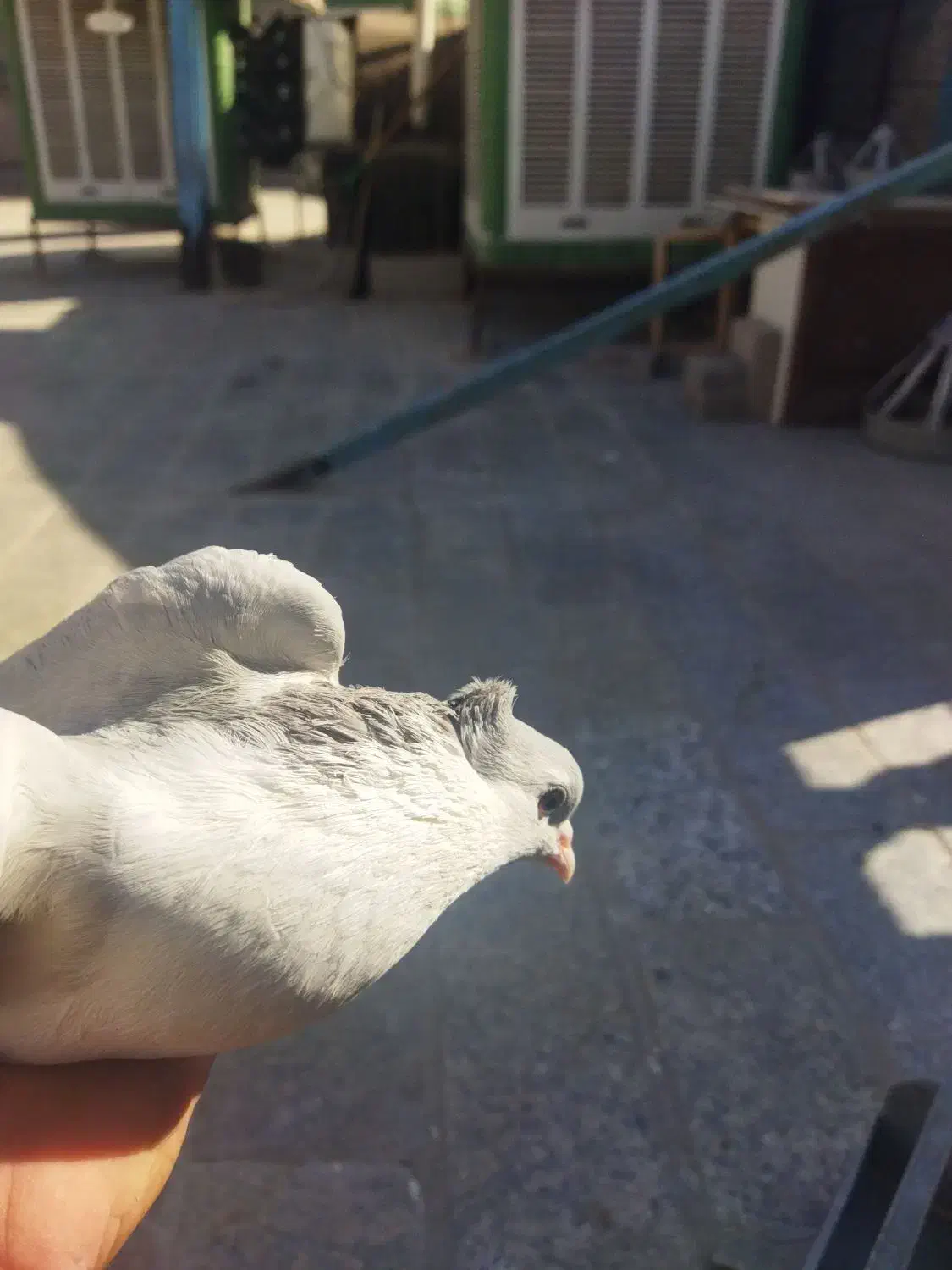 کفتر پلنگ افغانی و طاووسی ،ساده کاملی و کله سیاه|پرنده|مشهد, امیریه|دیوار