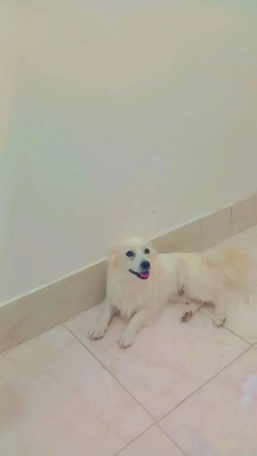 پامر روباهی|سگ|بردسکن, |دیوار