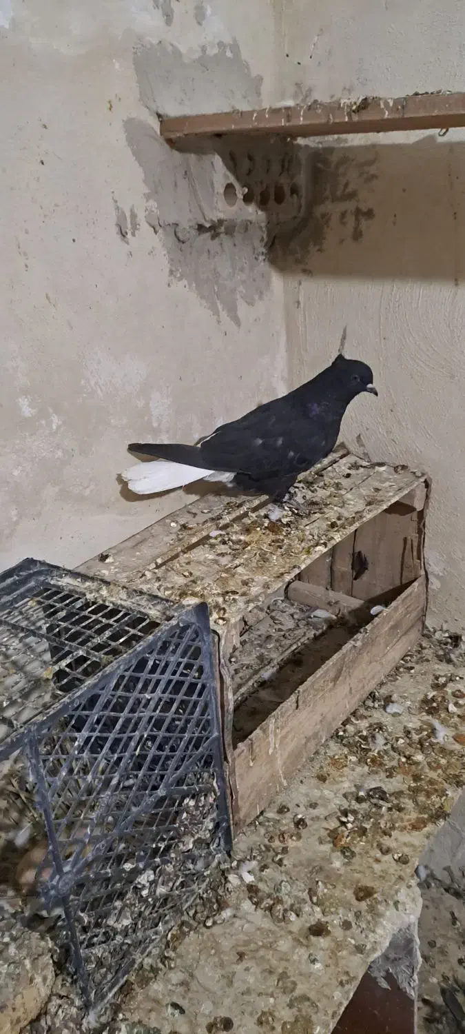 کبوتر|پرنده|رامشیر, |دیوار