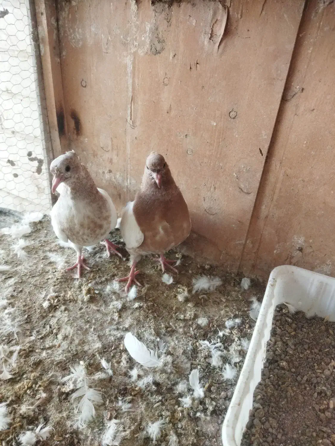 جوجه کفتر کله زرد|پرنده|رباطکریم, رباطکریم|دیوار