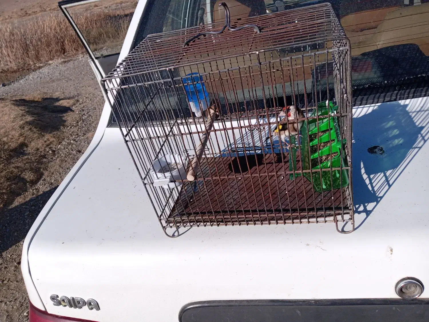 سهره جوجه نر|پرنده|سنقر, |دیوار