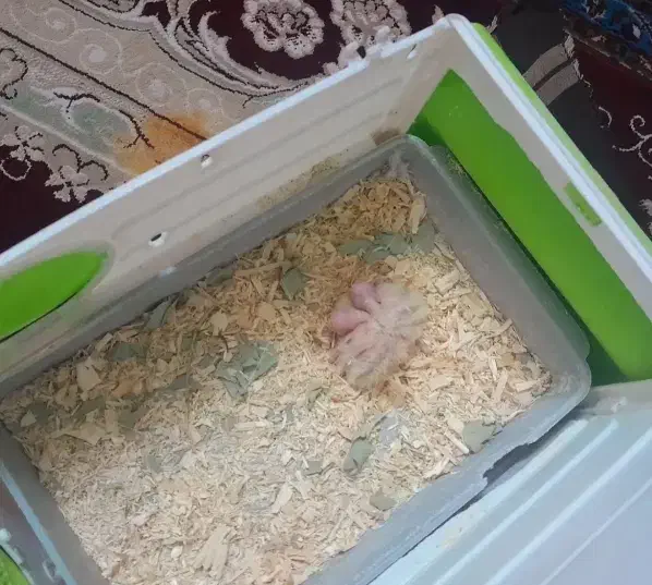 عروس هلندی لوتینو مولد|پرنده|قم, منبع آب|دیوار