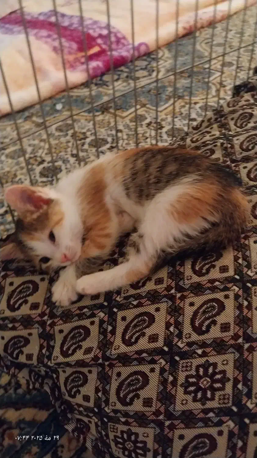 چندتا گربه رنگی با نمک که یک رگشون پرشین هست|گربه|بردسکن, |دیوار