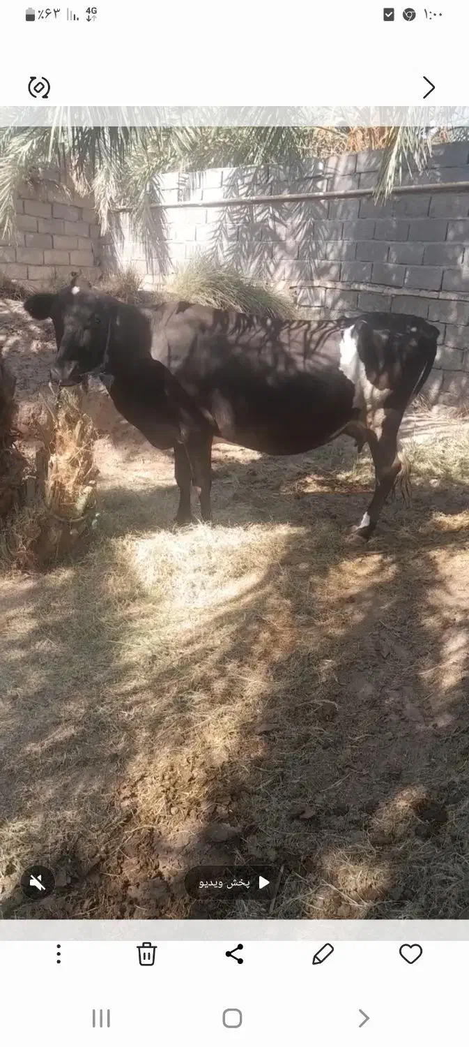 یه گاو وگوساله سیاه وسفیدجرسی|حیوانات مزرعه|فهرج, |دیوار