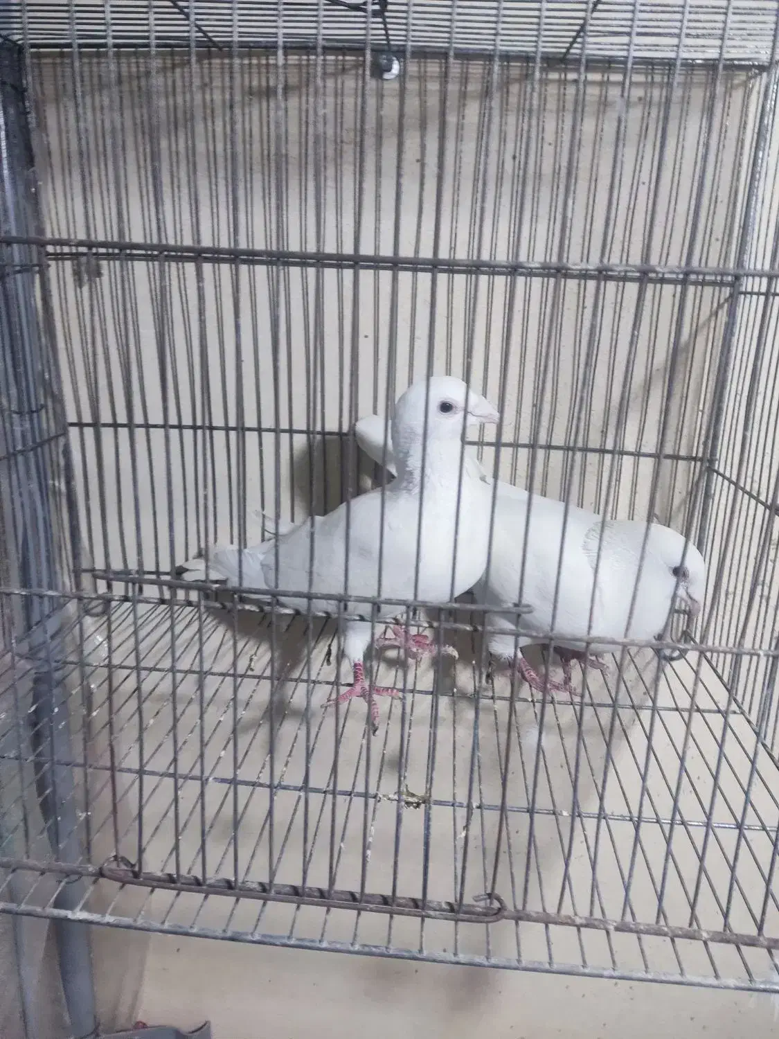 کبوتر پلاکی المانی|پرنده|فولادشهر, مسکن مهر فولادشهر|دیوار