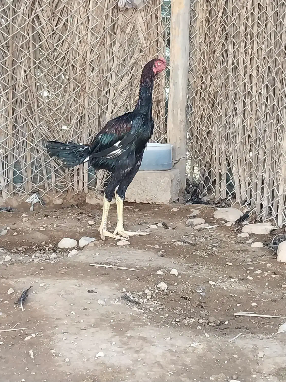 خروس لاری|حیوانات مزرعه|علامرودشت, |دیوار