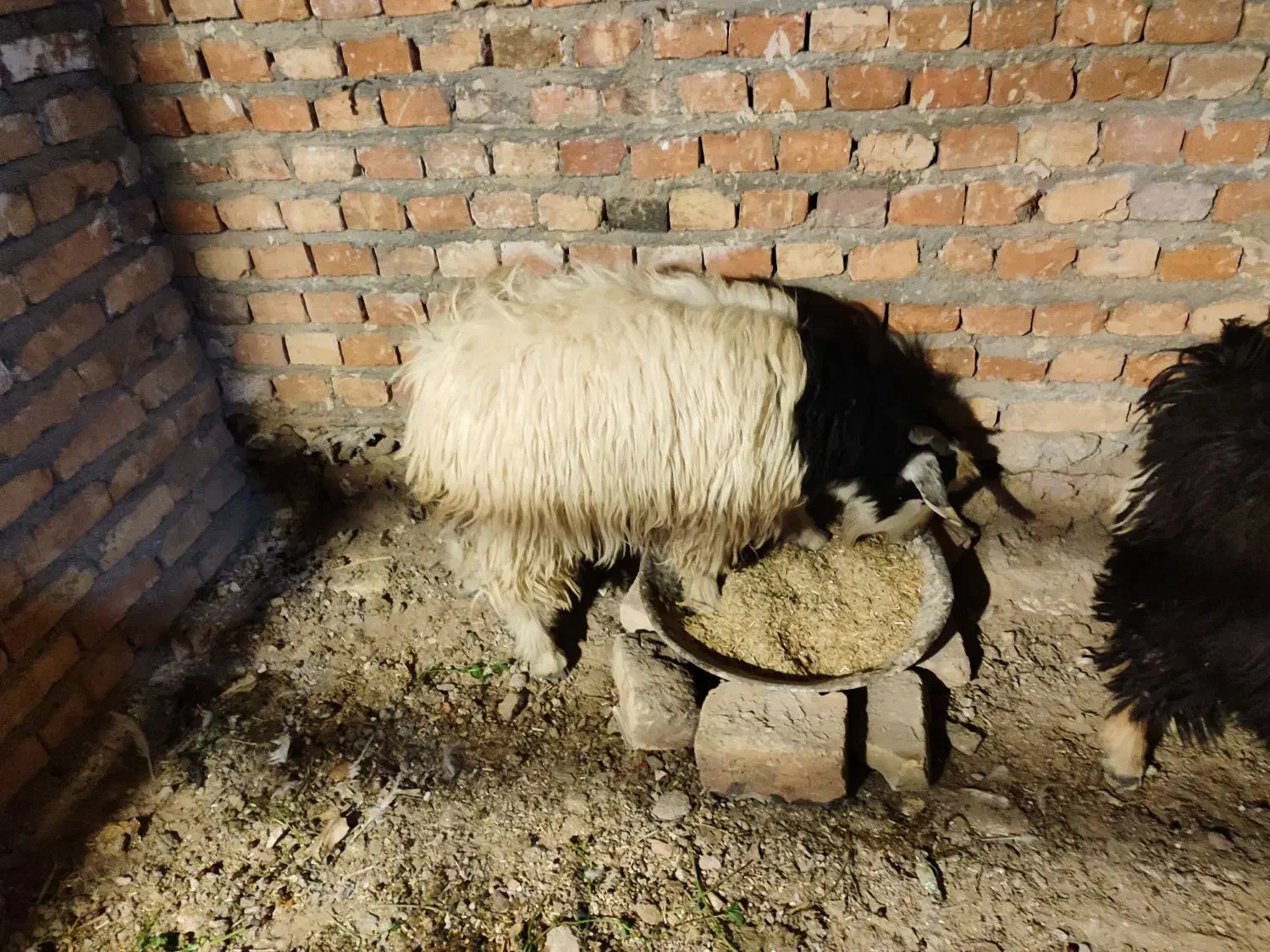 بزغاله نروطنی چاق|حیوانات مزرعه|زاهدان, |دیوار