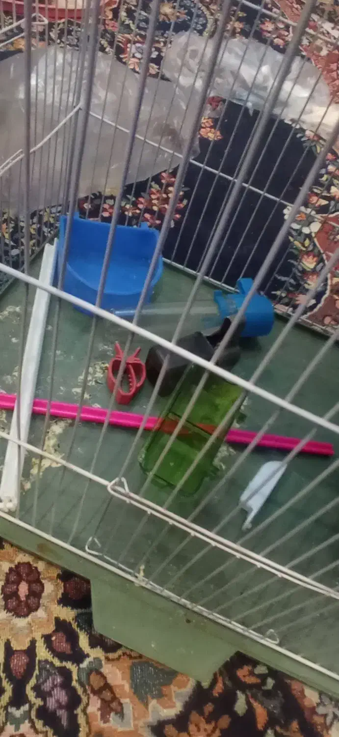 قفس|لوازم جانبی حیوانات|کرمان, |دیوار