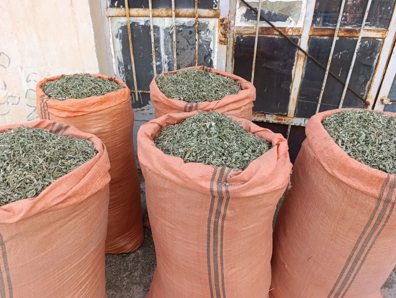 پونه درجه یک|خوردنی و آشامیدنی|گیلان غرب, |دیوار