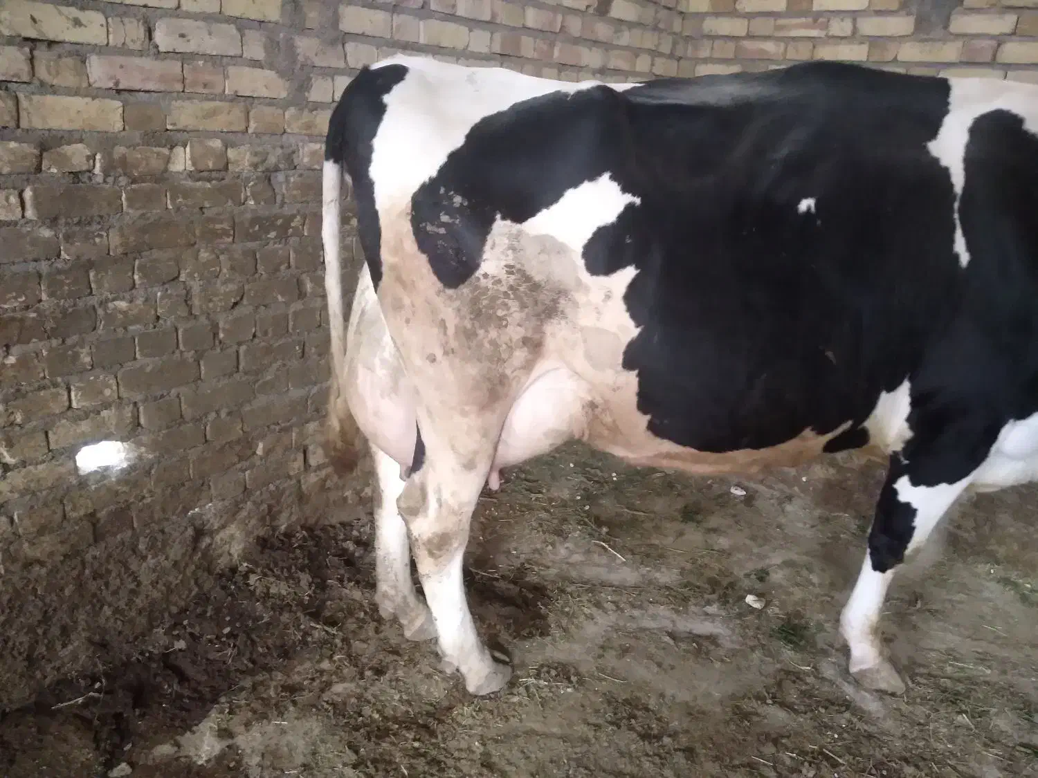 گاو اصیل هلشتاین|حیوانات مزرعه|سجاس رود, |دیوار