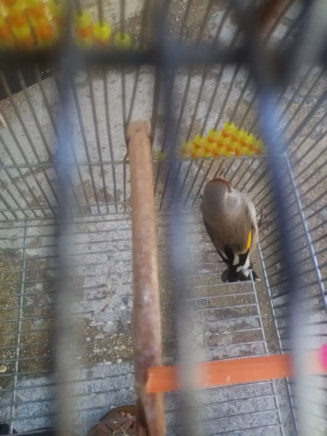 سهره نر|پرنده|شیراز, دست خضر|دیوار