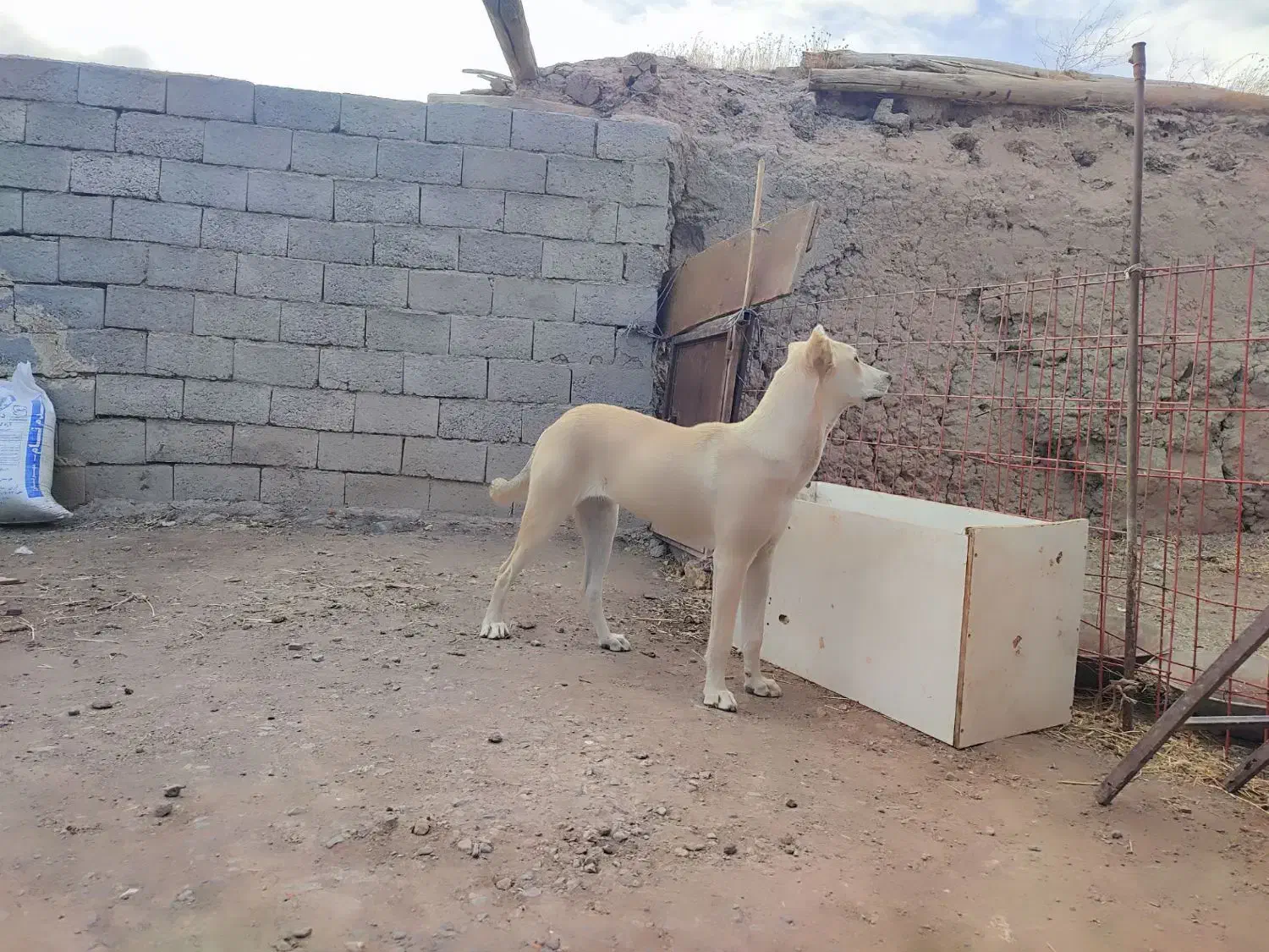 توله سگ سرابی ماده|سگ|سراب, |دیوار