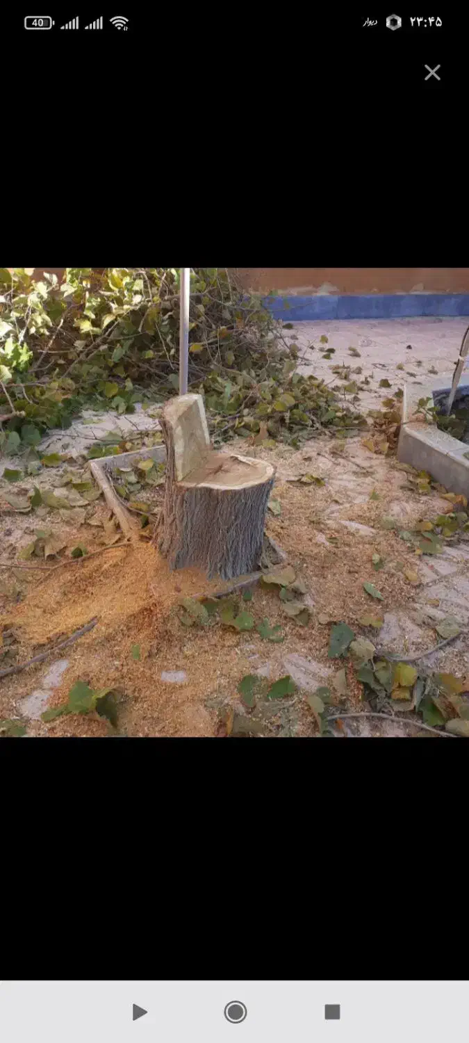 خریدوفروش انواع‌چوب|خدمات باغبانی و درختکاری|آذرشهر, |دیوار