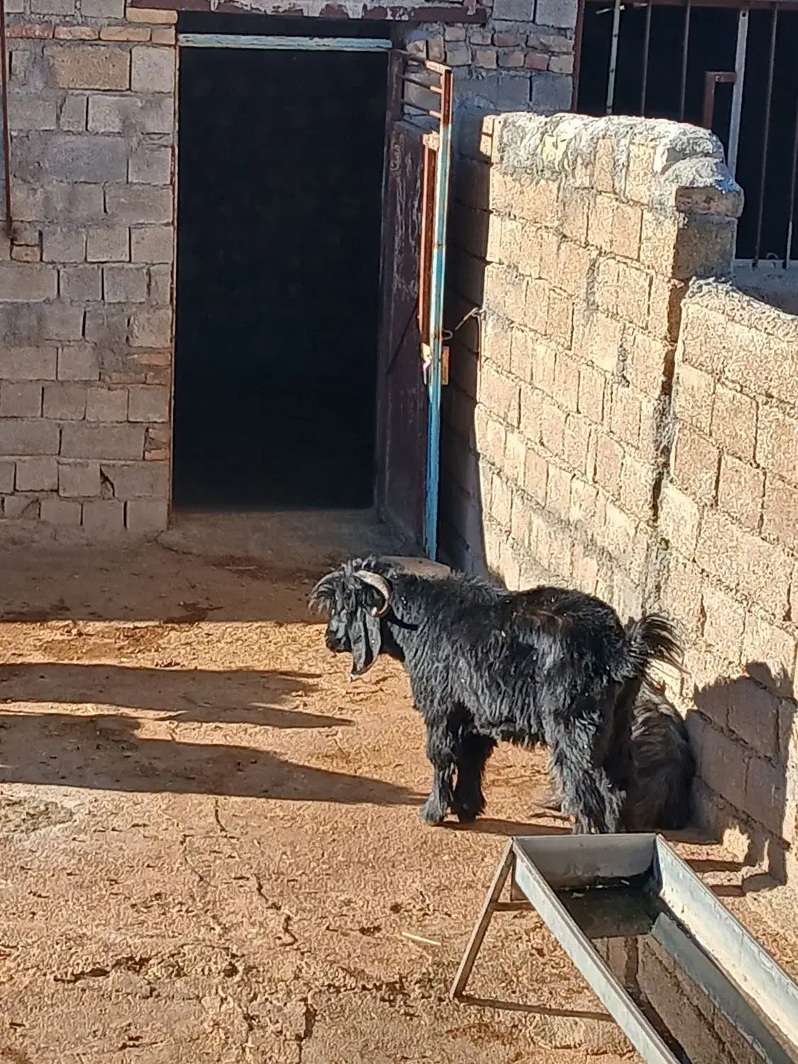 شش راس بره  پرواری وچاق  ویک راس بزغاله نر|حیوانات مزرعه|ایوان, |دیوار