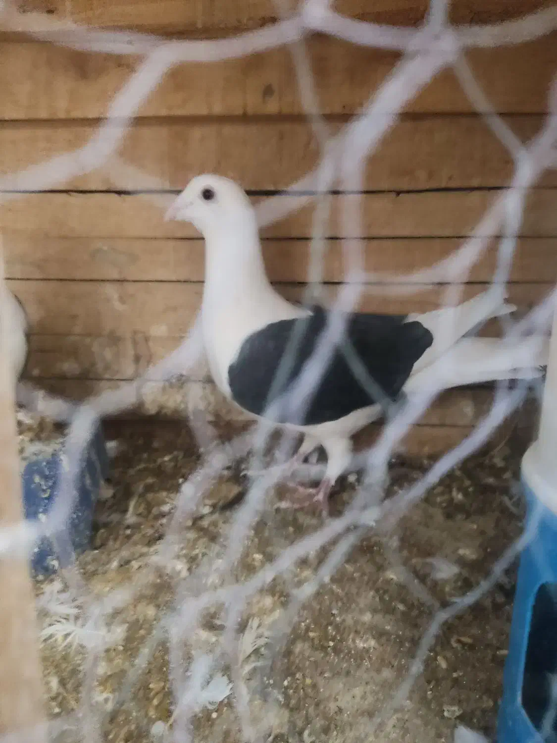 پشتار|پرنده|آباده, |دیوار