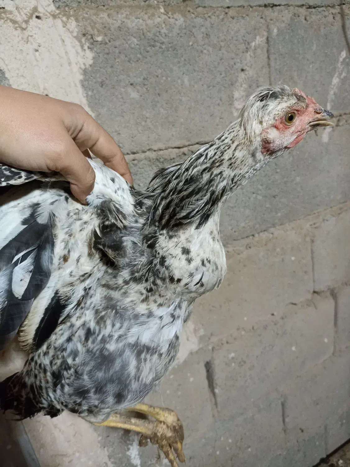 جوجه ی نژاددار|حیوانات مزرعه|شاهین دژ, |دیوار