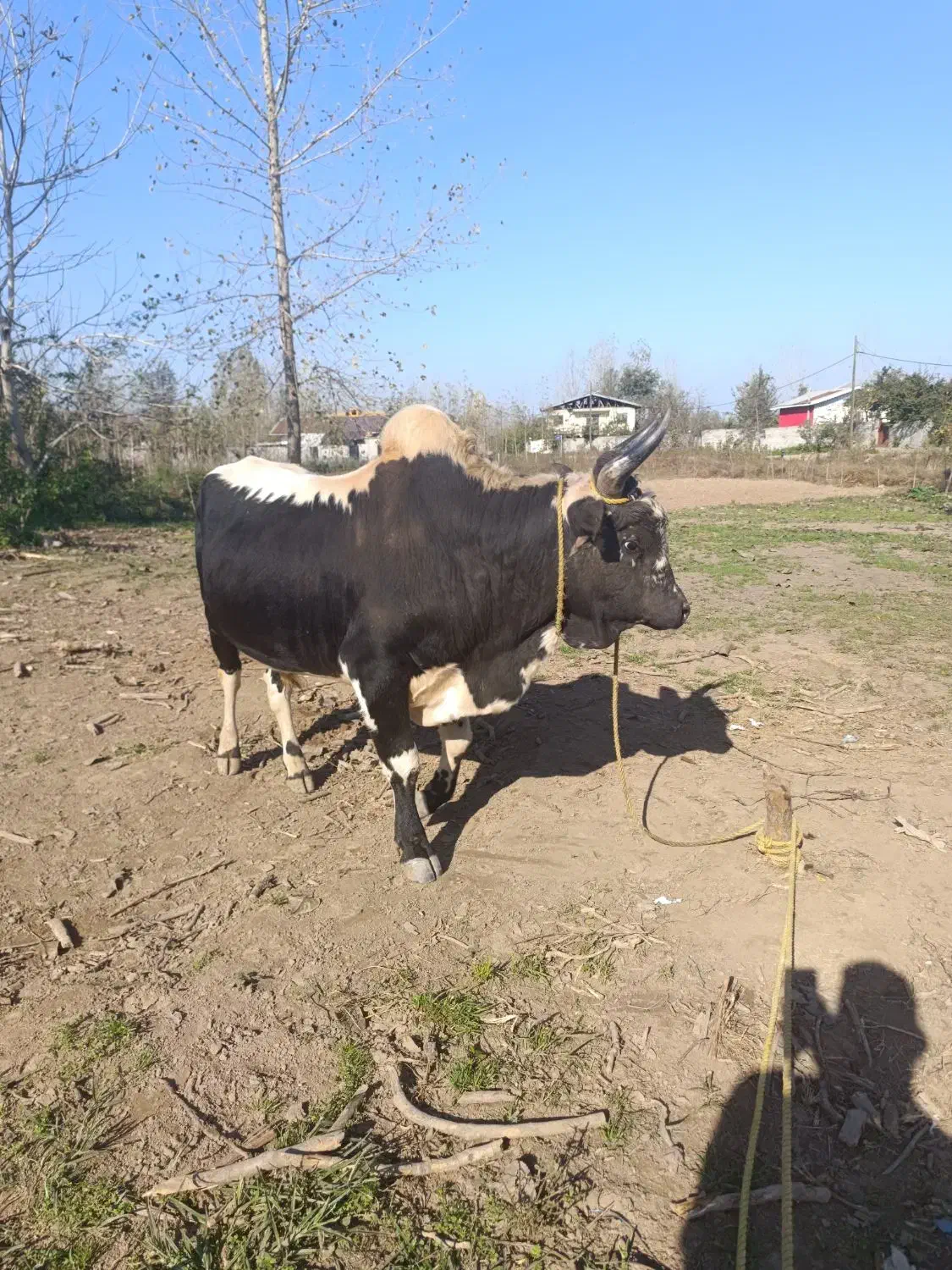 ورزا|حیوانات مزرعه|رشت, منظریه|دیوار