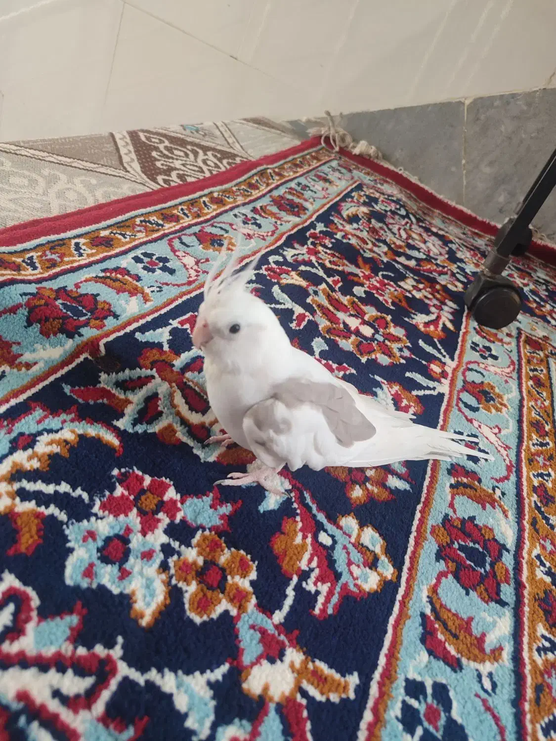 عروس هلندی دستی|پرنده|ساوه, |دیوار