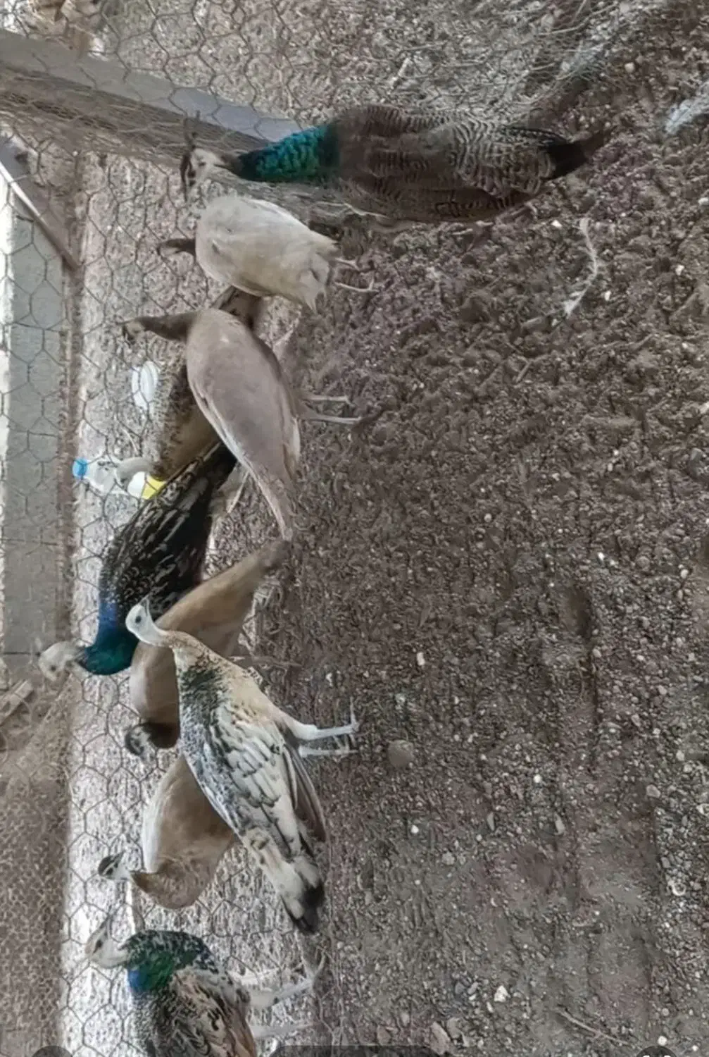 فروش جوجه طاووس|پرنده|آستانه اشرفیه, |دیوار