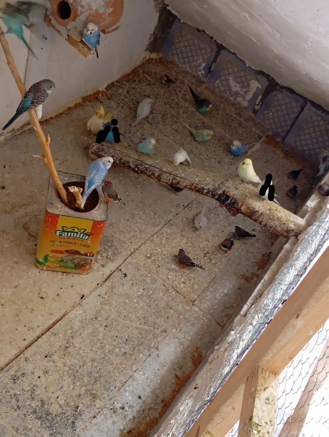 مرغ عشق|پرنده|گرگان, |دیوار