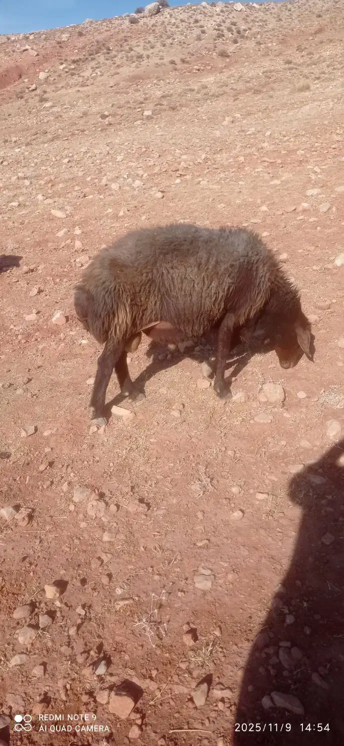 فروش فوری قوچ|حیوانات مزرعه|کوهدشت, |دیوار