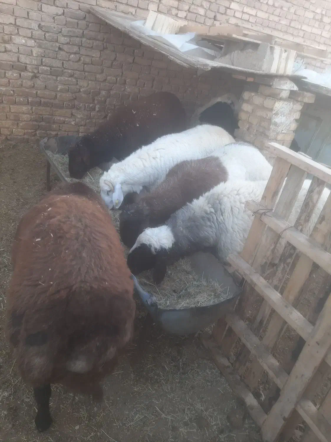 بره|حیوانات مزرعه|یزد, |دیوار