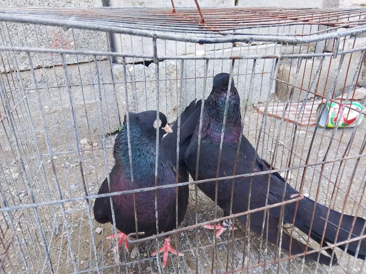 ذاغ آبادانی|پرنده|رودخانه, |دیوار