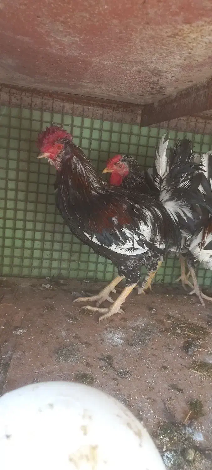 خروس گلین زیباوخشکل|حیوانات مزرعه|قم, صادقی|دیوار