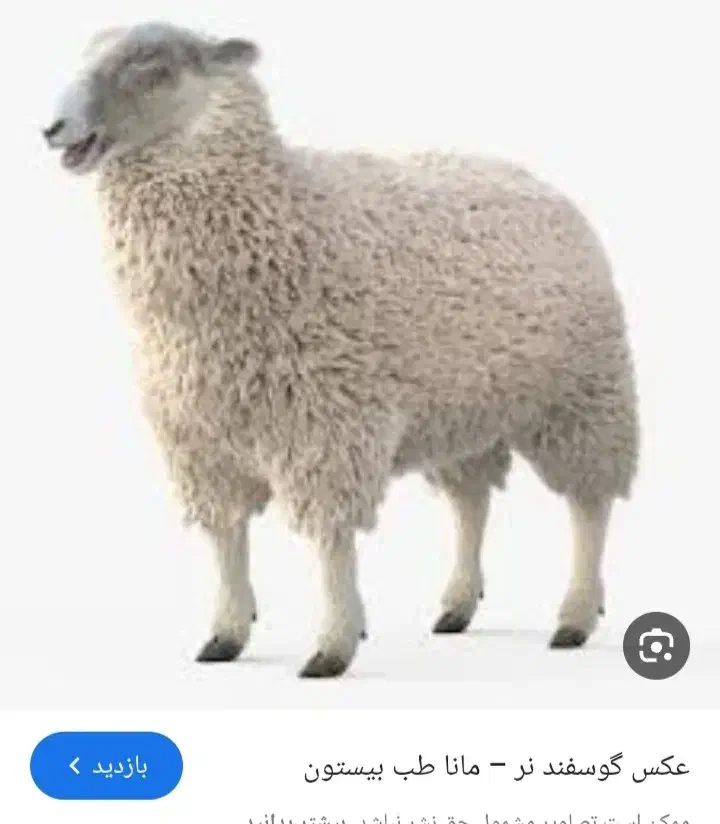 بره نر|حیوانات مزرعه|جم, |دیوار