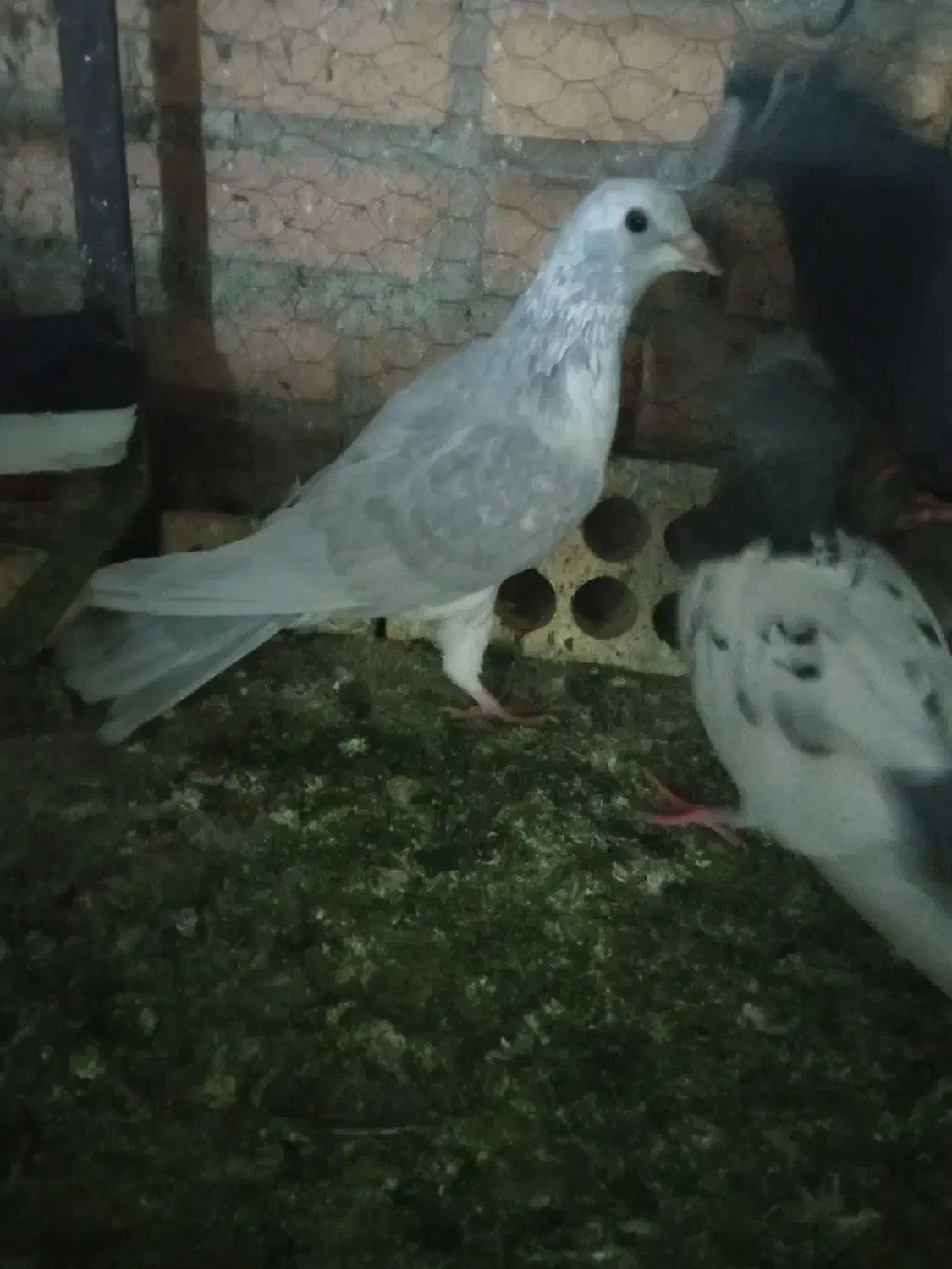 فروش کفتر|پرنده|شیراز, تندگویان|دیوار