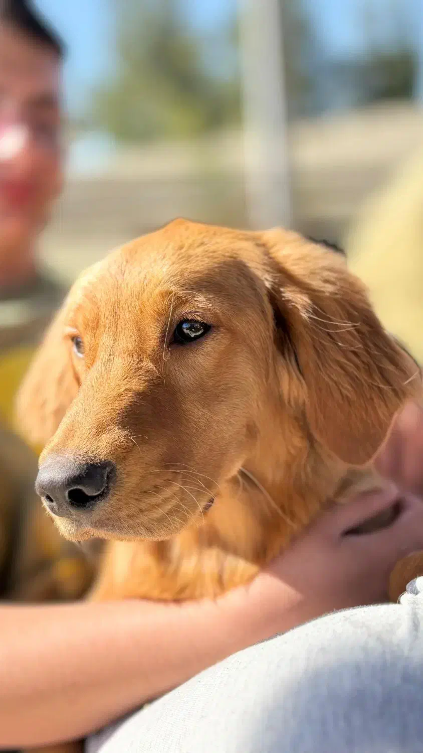 سگ گلدن رتریور|سگ|شیراز, شهرک ولیعصر|دیوار