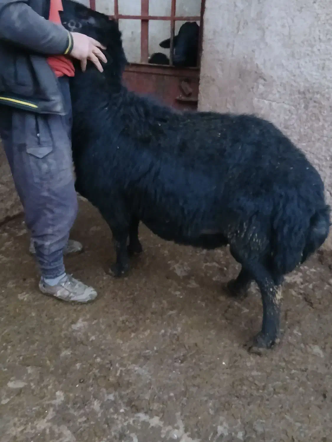 قوچ|حیوانات مزرعه|سلطانیه, |دیوار