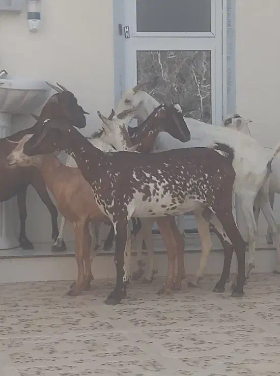 8عدد بز نقشی صلاله مخصوص داشت آبستن دوقلو زا|حیوانات مزرعه|بندرعباس, |دیوار