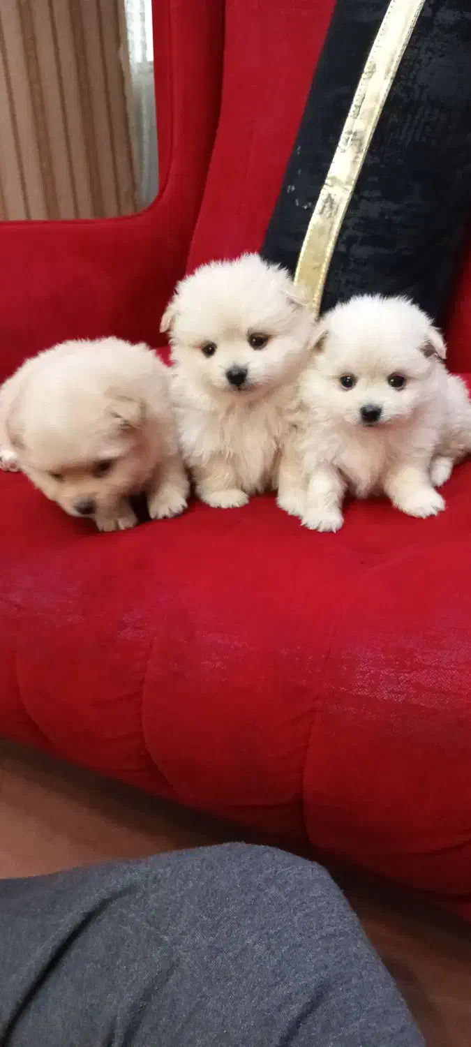 سه تا گل پسر|سگ|اسلام‌شهر, شهرک واوان|دیوار