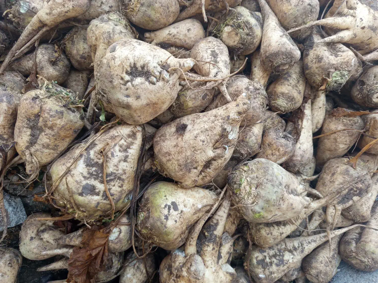 چغندر قند|عمده‌فروشی|میاندوآب, |دیوار