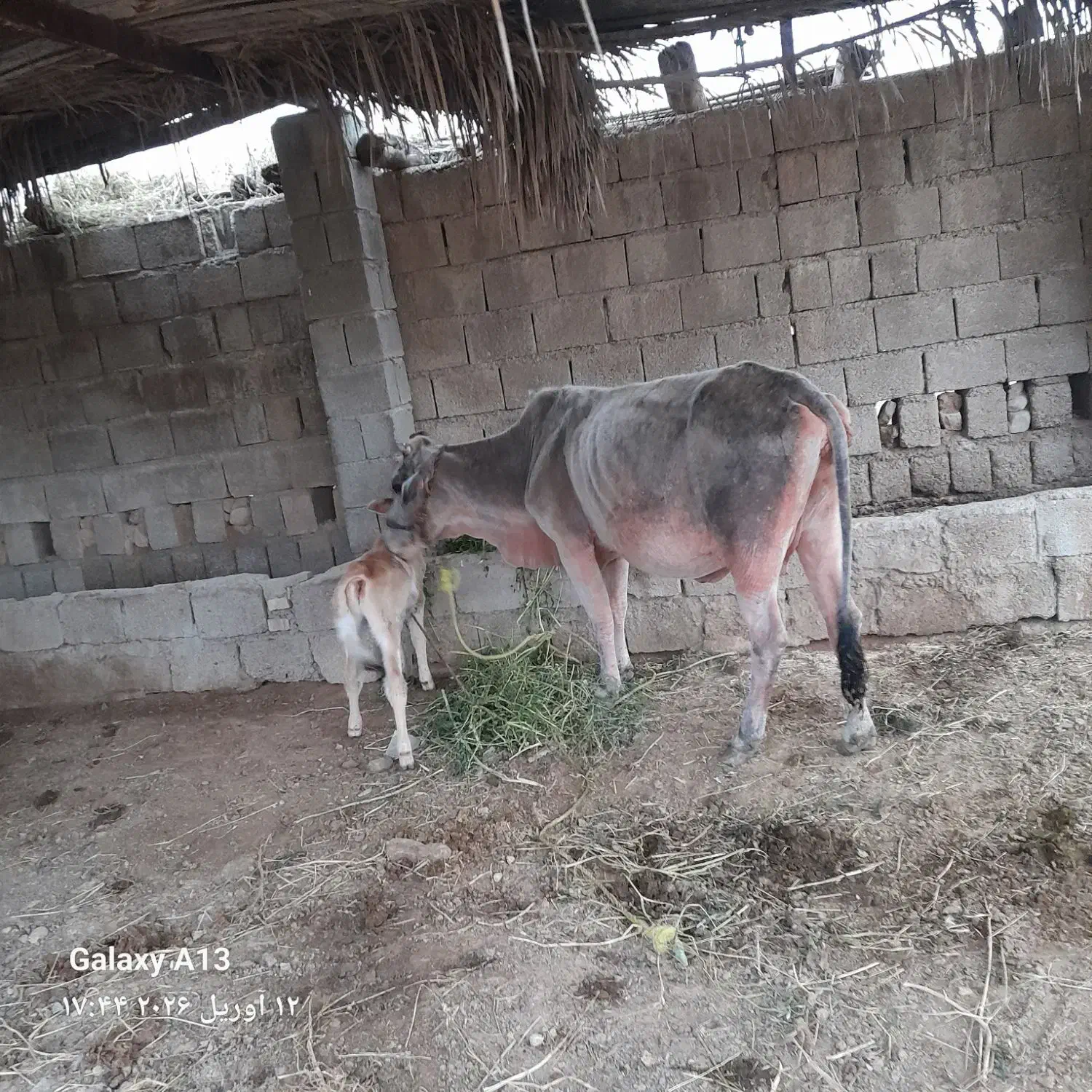 گاو|حیوانات مزرعه|بندر گناوه, |دیوار