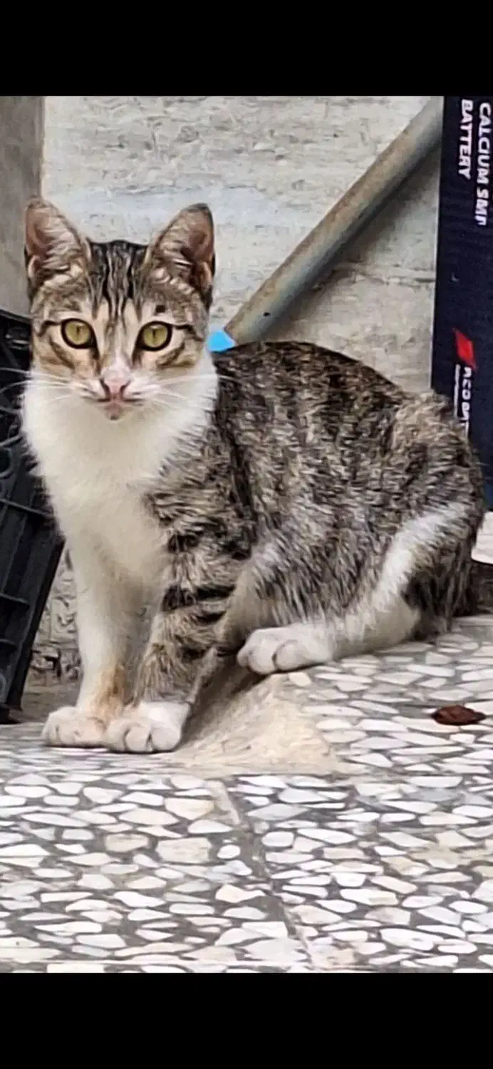 گربه هام گم شدن|حیوانات|رشت, یخسازی|دیوار