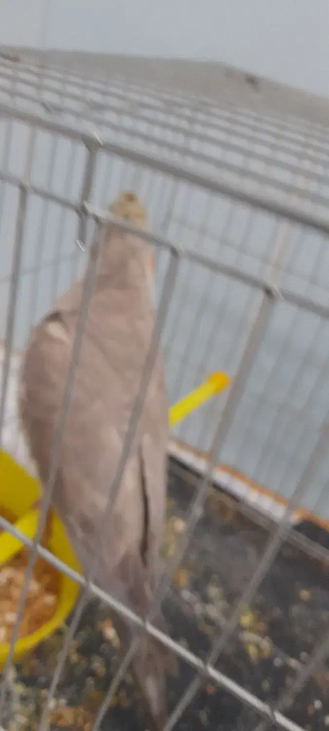 طوطی|پرنده|باوی, |دیوار