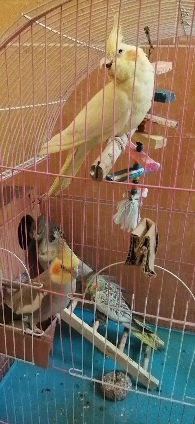 عروس سرای هلندی|پرنده|تهران, مشیریه|دیوار