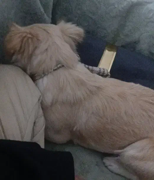 سگ شیتزو|سگ|دوگنبدان, |دیوار