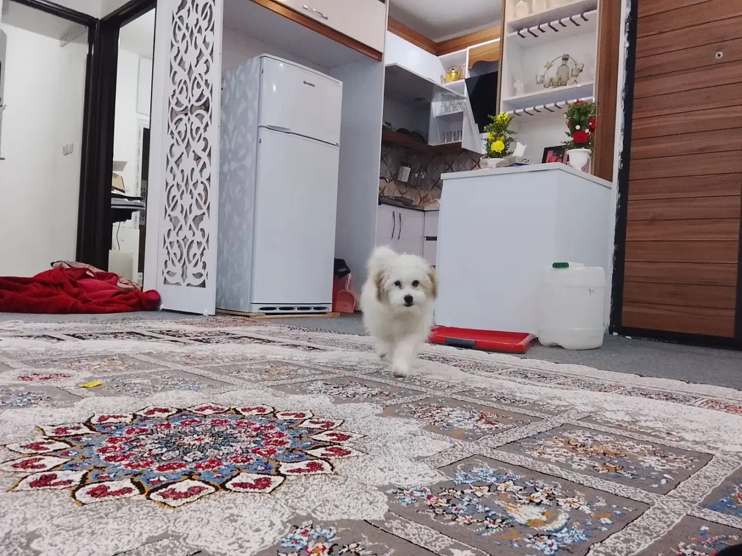 سگ مالتیز|سگ|اهواز, زیباشهر|دیوار