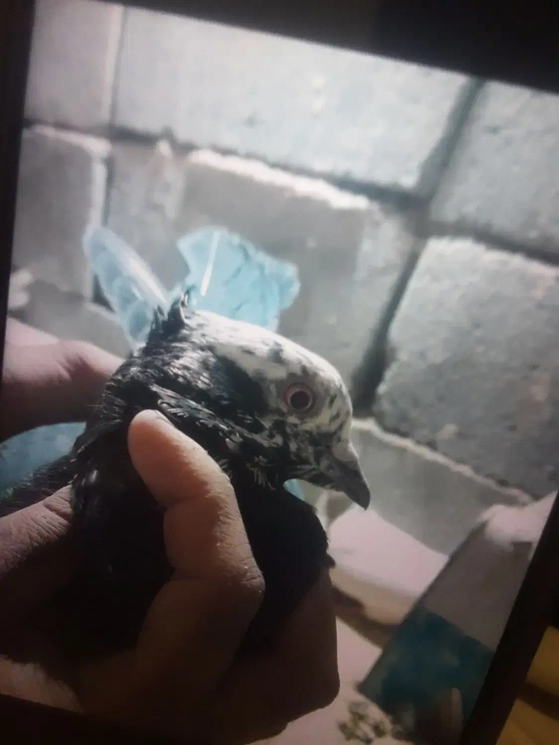 کبوتر|پرنده|لالجین, |دیوار